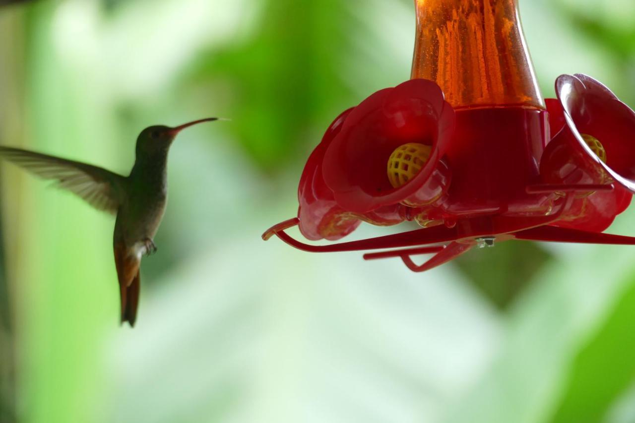 Casitas Vista Verde Bajo Boquete エクステリア 写真